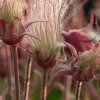 Geum Triflorum